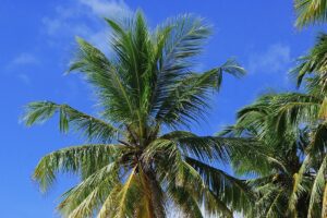 Find Weed in Addu City, Maldives