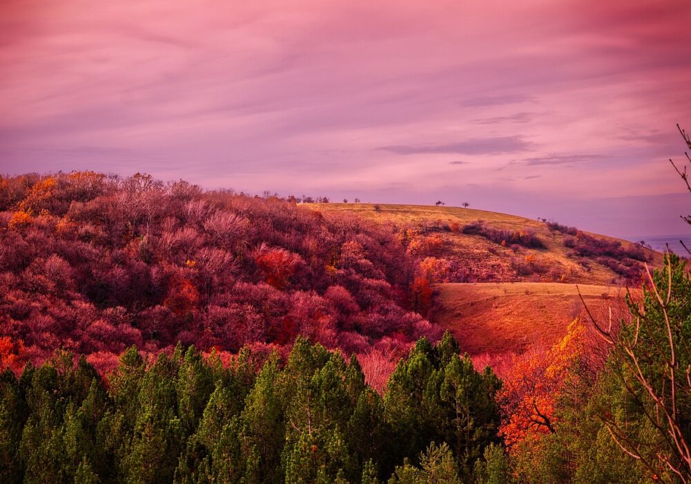 Kraljevo