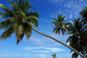 Find Weed in Malé, Maldives