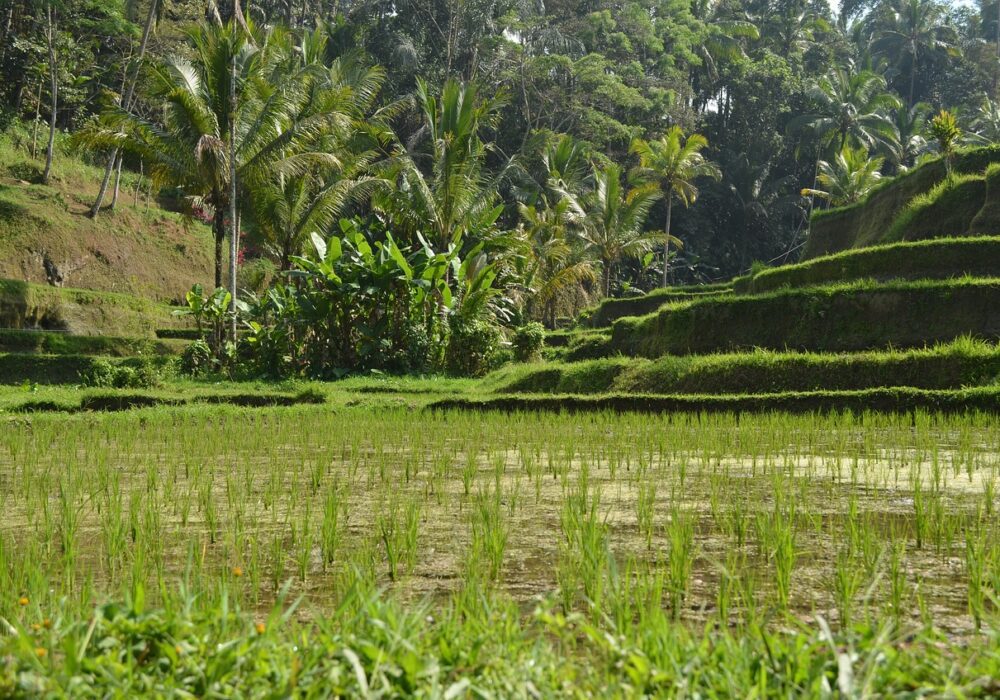 Ubud