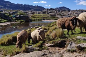 Find Weed in Córdoba, Argentina