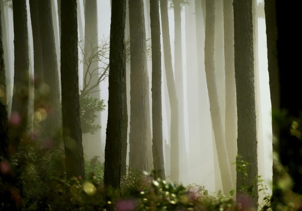 Isle of Pines
