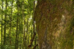 Find Weed in Manaus, Brazil