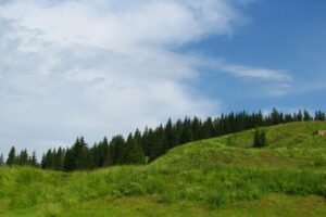 Find Weed in Tokelau