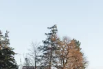 A Cannabis Travel Guide For Stoners To Find Weed in Caledonia